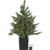 LED-julgran Star Trading Greyland Utomhus, 700 LED, 210 cm