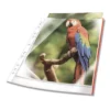 Plastficka Durable Premium hålad, röd kant, glasklar, 10 st
