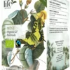 Te LIFE BY FOLLIS Mint 20/fp