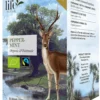 Te LIFE BY FOLLIS Pepparmint 20/fp